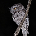 Tawny Frogmouth wide awake<br />Canon EOS 7D + EF400 F5.6L + SPEEDLITE 580EXII + Better Beamer